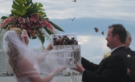 Amazing butterfly release in Miami