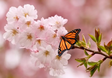 Cherry blossom with resting monarch in Washington DC